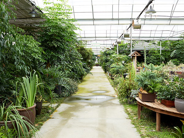 让办公室焕发生机！天香花苑植物租赁带给您的五大好处！