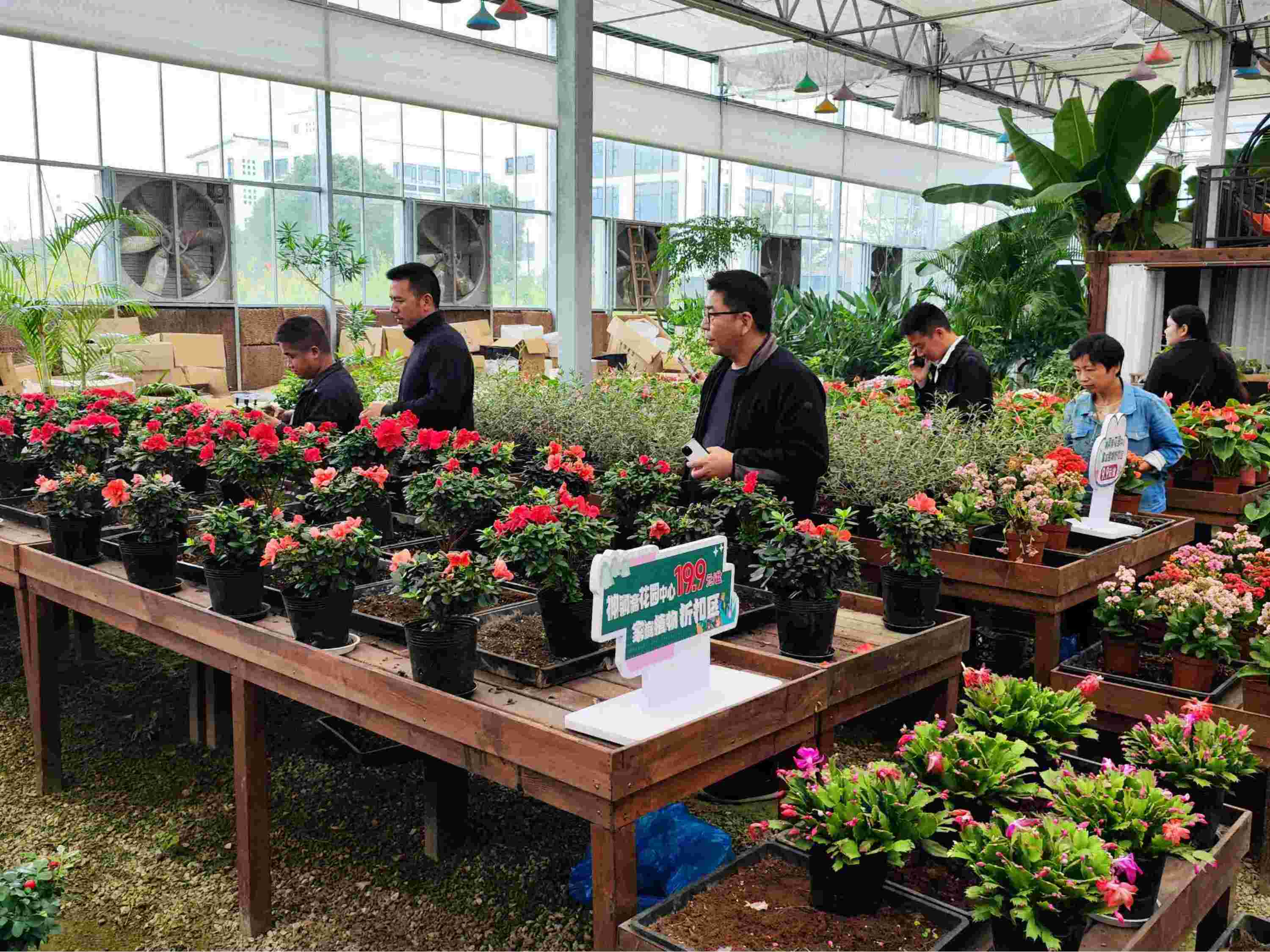 天香花苑花卉基地双11欢迎您来