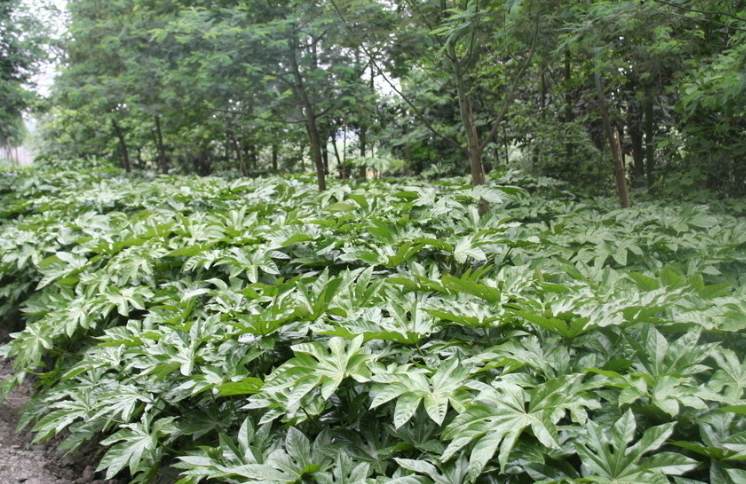 天香花苑