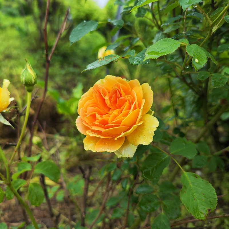 天香花苑